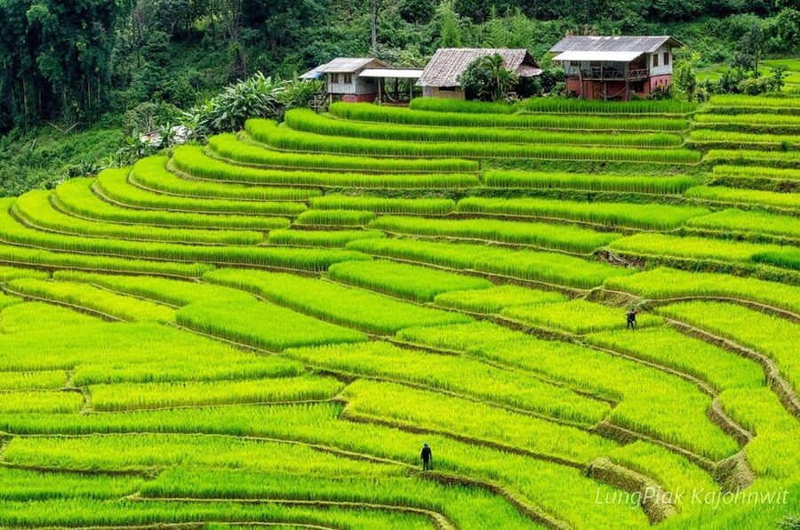 Chiang Mai Doi Inthanon Park Waterfall Pure Sightseeing Tour - The Hmong market and local farming