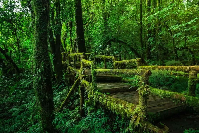 Chiang Mai: Doi Inthanon Trip with Pha Dok Siew Guided Trek - Is this Doi Inthanon tour good value?