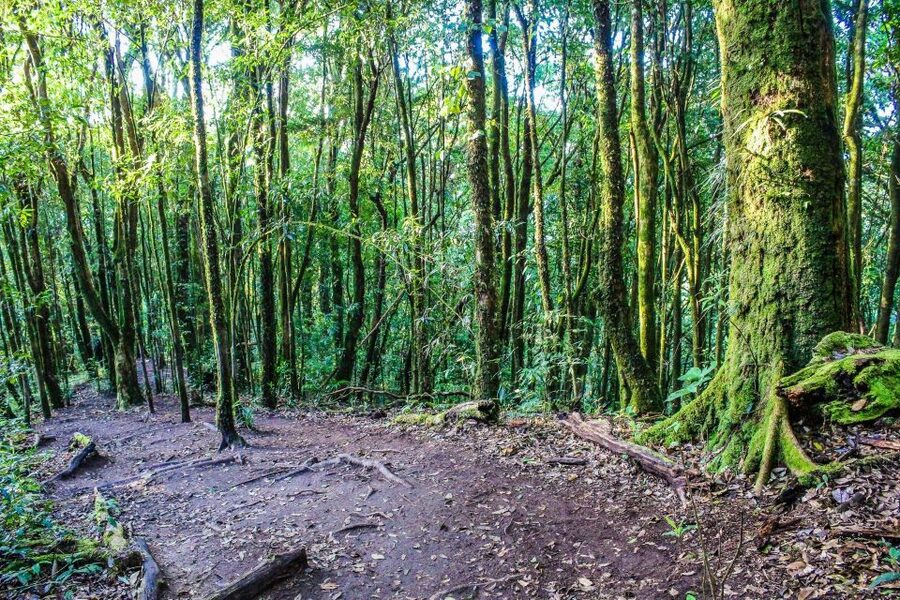 Chiang Mai: Doi Inthanon, Waterfalls, & Tribal Villages Tour - Wachirathan or Sirithan Waterfall