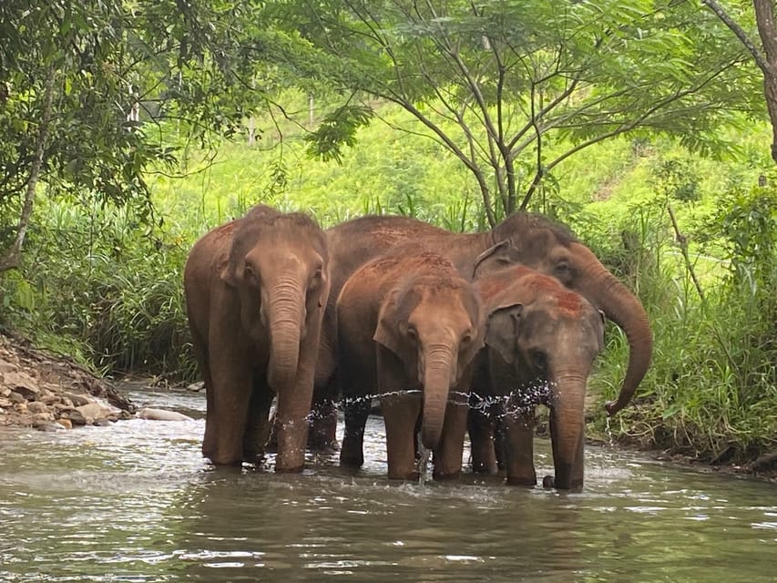Chiang Mai: Elephant Dream Project Sanctuary - Half-Day - Who should book this experience?