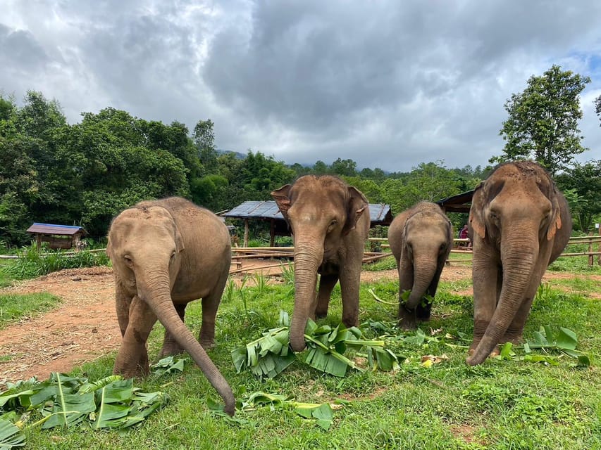 Chiang Mai: Elephant Dream Project Sanctuary - Half-Day - Meeting the elephants and learning their stories