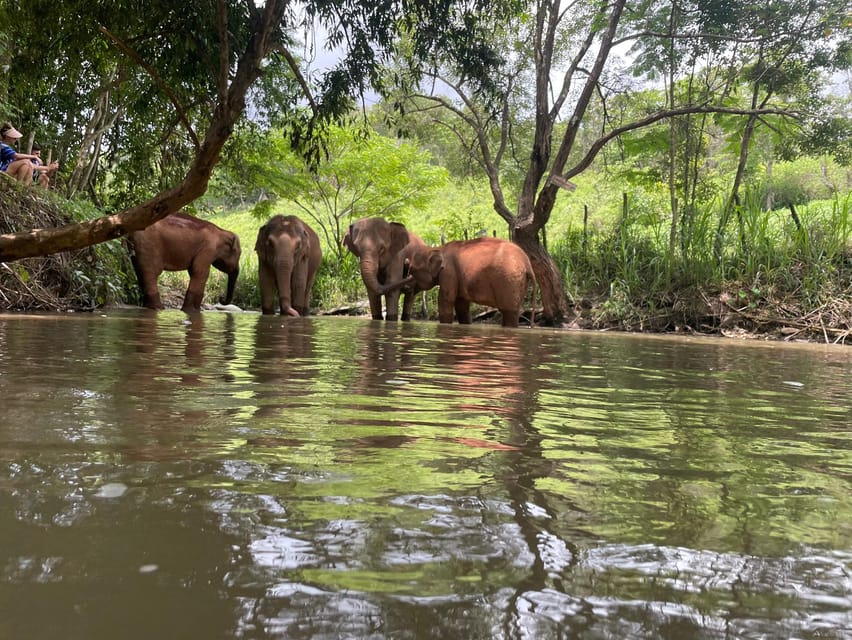 Chiang Mai: Elephant Dream Project Sanctuary - Half-Day - Feeding time, the closest encounter