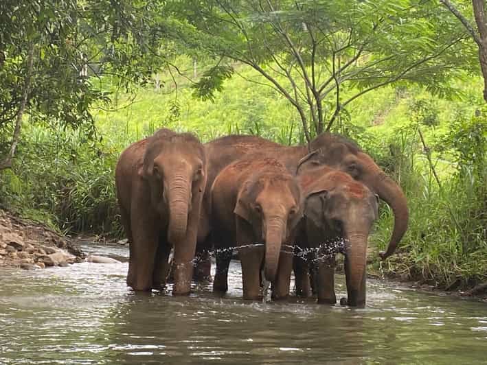 Chiang Mai: Elephant Dream Project Sanctuary - Half-Day - Walking uphill through the jungle