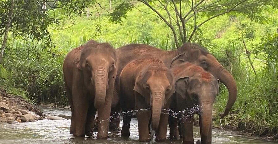 Chiang Mai: Elephant Dream Project Sanctuary - Half-Day - Time with local people and lunch