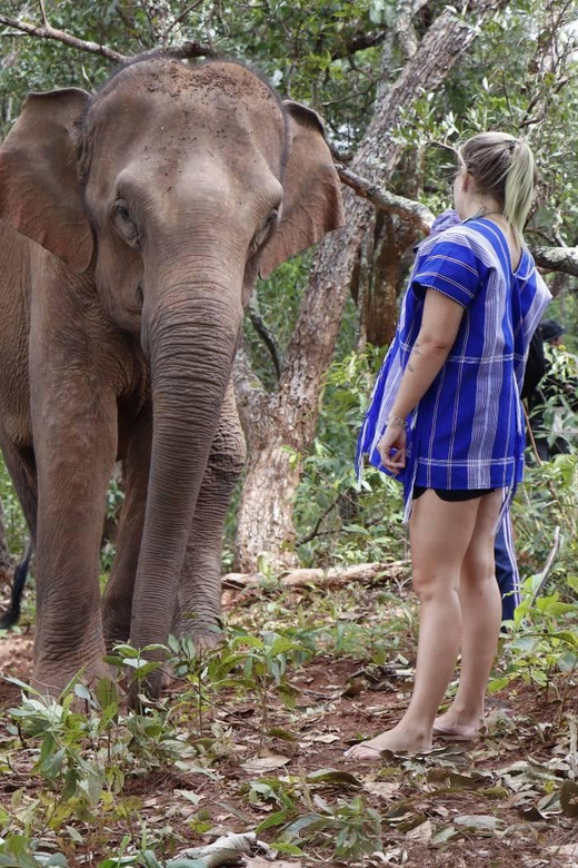 Chiang Mai: Elephant Dream Project Sanctuary - Half-Day - Practical preparation for the jungle