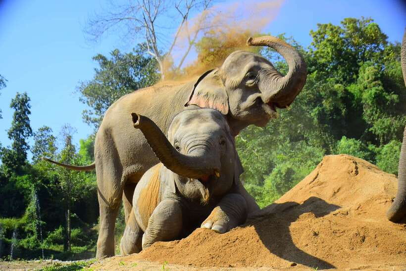 Chiang Mai: Elephant Feeding Experience - A practical look at the park experience