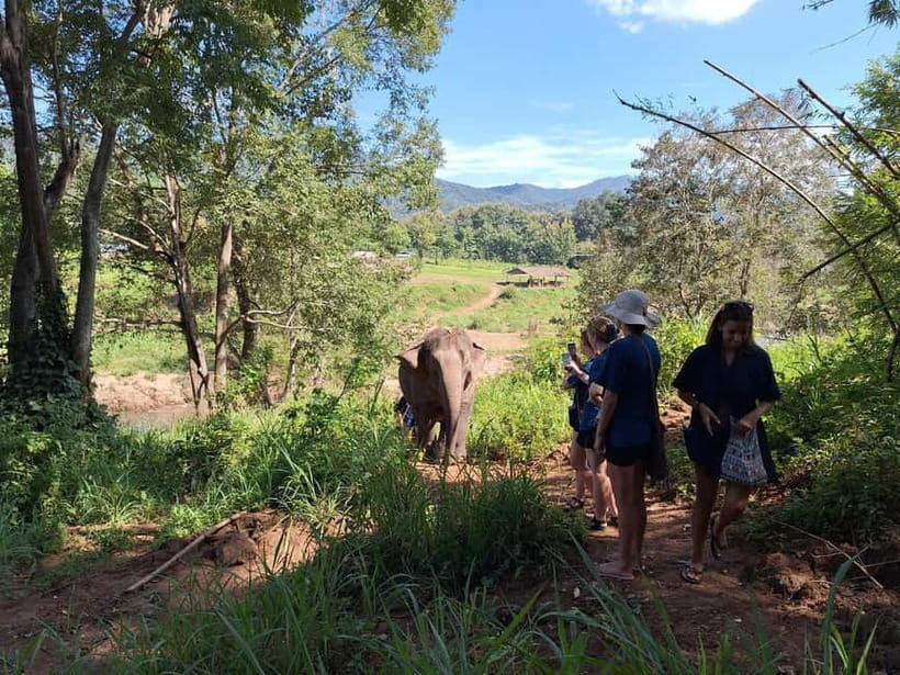 Chiang Mai: Elephant Sanctuary Bamboo Raft & Padthai Cooking - Meeting the elephants in the forest