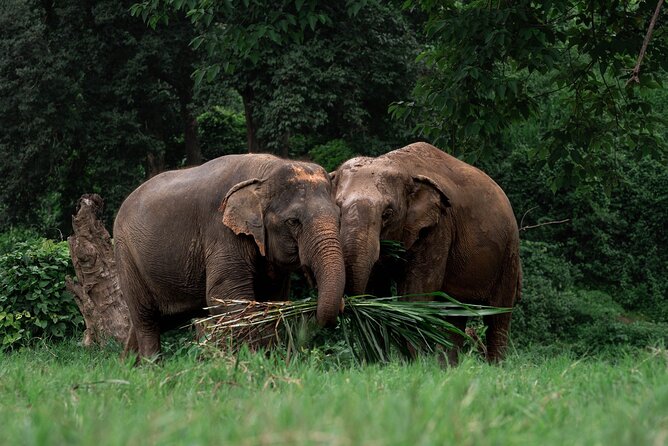 Chiang Mai Elephant Sanctuary, Bamboo Rafting and Waterfall Tour - Climbing Bua Tong’s one-of-a-kind Sticky Waterfall