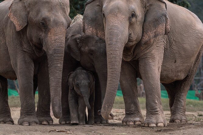 Chiang Mai Elephant Sanctuary, Bamboo Rafting and Waterfall Tour - What the guides add to the day
