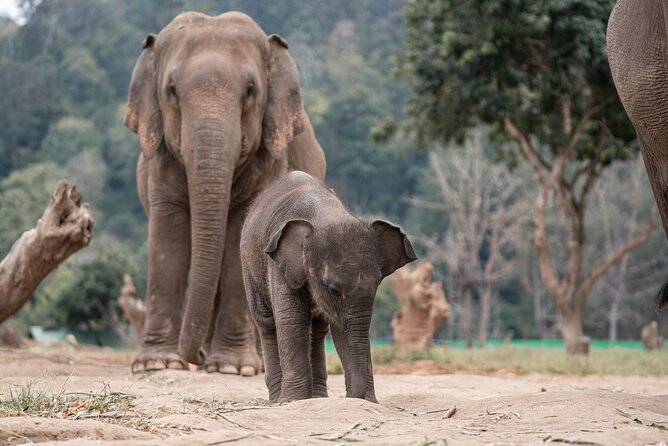 Chiang Mai Elephant Sanctuary, Bamboo Rafting and Waterfall Tour - Timing, transport, and what to bring
