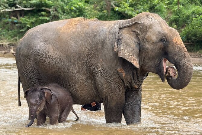 Chiang Mai Elephant Sanctuary, Bamboo Rafting and Waterfall Tour - Should you book the Chiang Mai elephant, waterfall, and rafting tour?