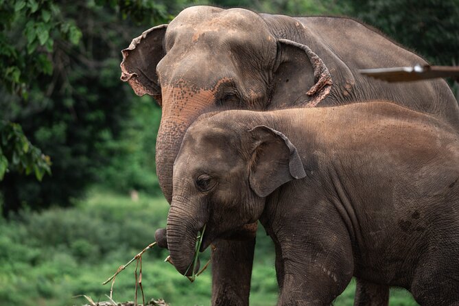 Chiang Mai Elephant Sanctuary, Bamboo Rafting and Waterfall Tour - Learning about elephants at New Elephant Home