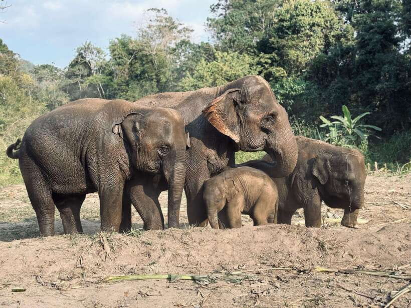 Chiang Mai: Elephant Sanctuary Feeding Program Half-Day Tour - Key points to know before you book