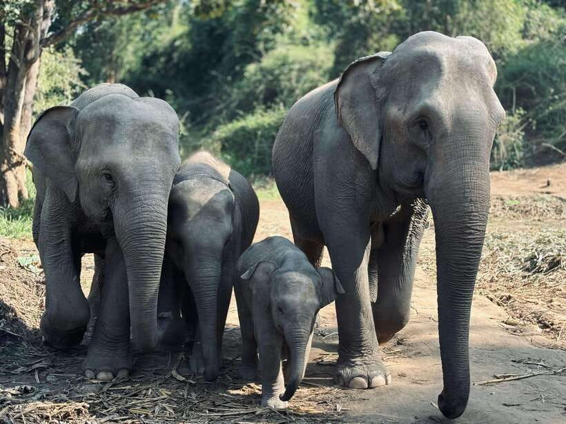 Chiang Mai: Elephant Sanctuary Feeding Program Half-Day Tour - Four stations of feeding and observation