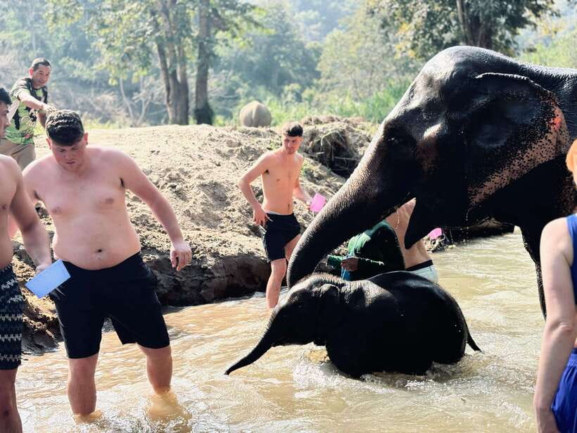 Chiang Mai: Elephant Sanctuary Feeding Program Half-Day Tour - Making herbal treats for an older elephant