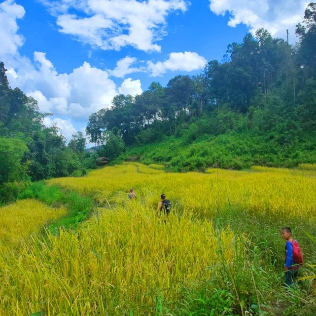 Chiang Mai: Elephant Sanctuary & Jungle Trek w/ Waterfall - Key points at a glance