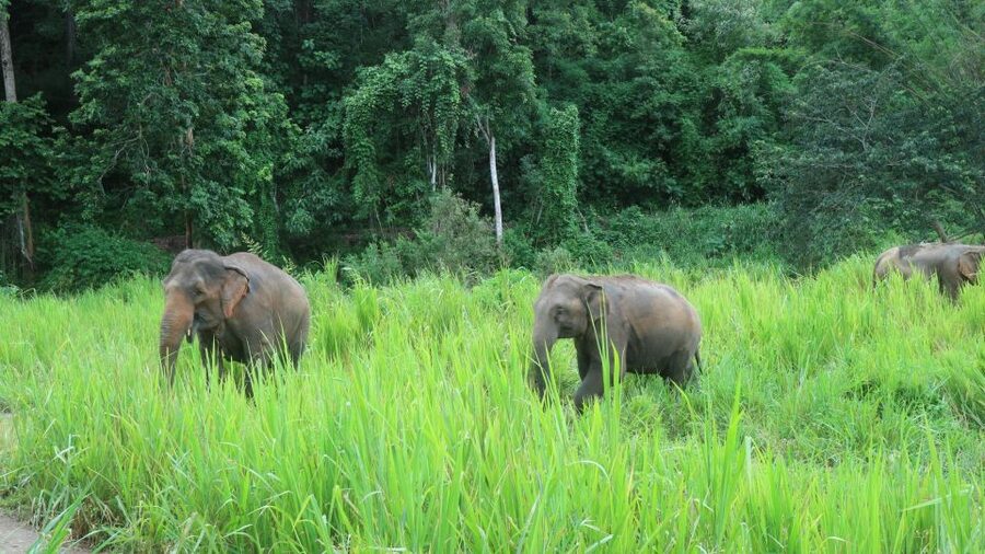 Chiang Mai: Elephant Sanctuary & Jungle Trek w/ Waterfall - Walking through the jungle to Mae Wang Waterfall