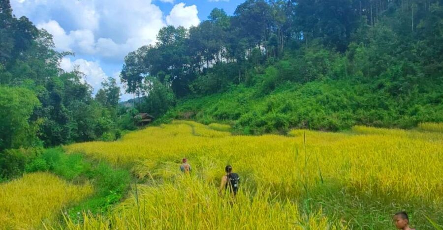 Chiang Mai: Elephant Sanctuary & Jungle Trek w/ Waterfall - Leaving Chiang Mai for Mae Wang