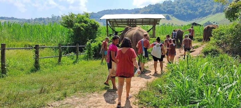 Chiang Mai: Elephant Sanctuary Local Hill Tribe Caretakers - Why this elephant visit feels different