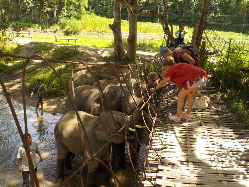 Chiang Mai: Elephant Sanctuary Local Hill Tribe Caretakers - Traditional Thai lunch beside the sanctuary