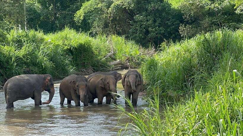 Chiang Mai: Elephant Sanctuary, Monk Trail & Doi Suthep Tour - The golden summit of Doi Suthep