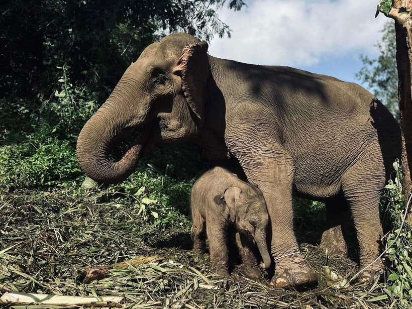 Chiang Mai: Elephant Sanctuary, Waterfall & Bamboo Rafting - Key points to know before booking