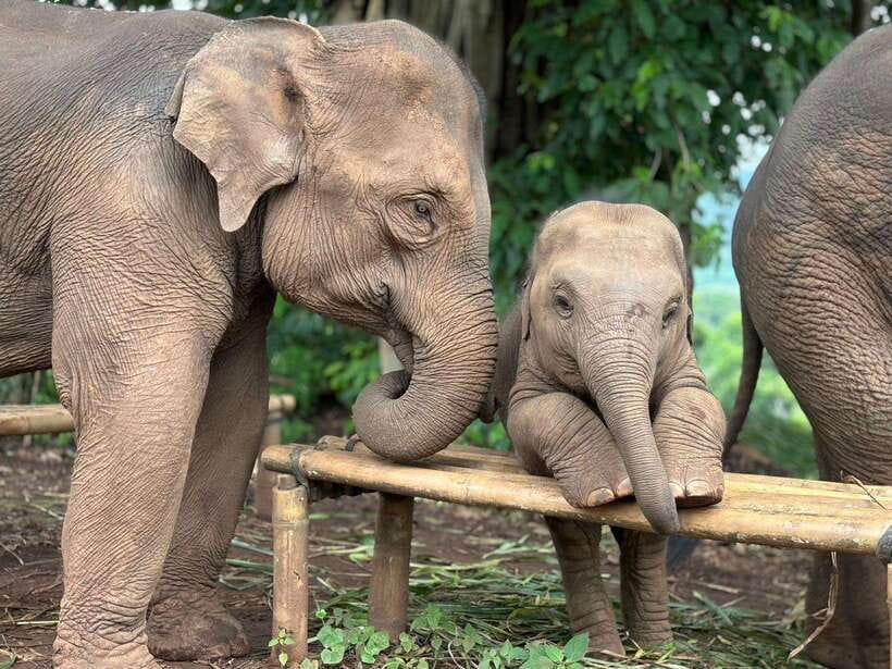 Chiang Mai: Elephant Sanctuary, Waterfall & Bamboo Rafting - Meeting Pon’s rescued elephants