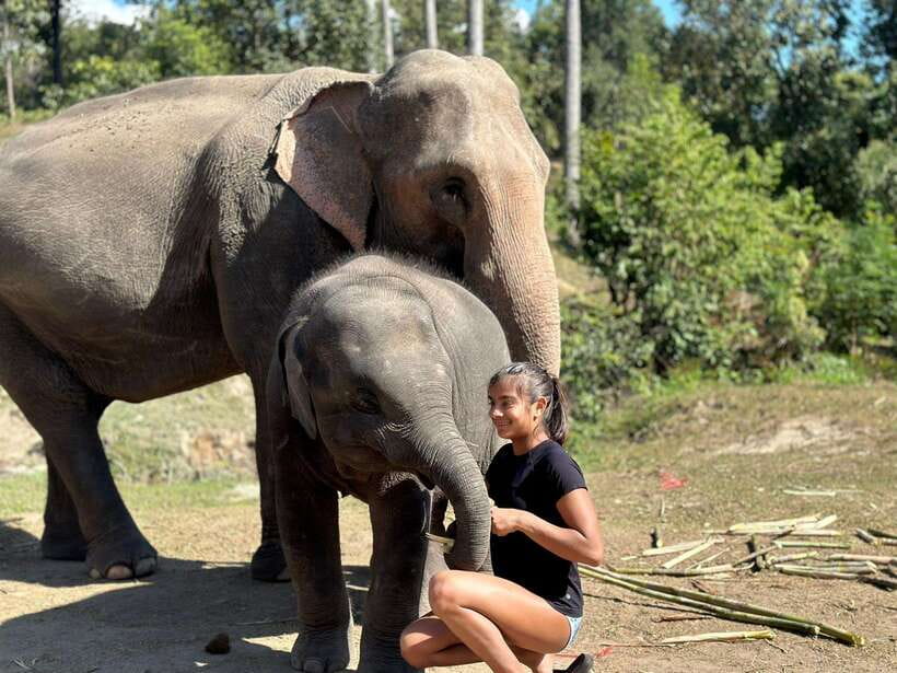 Chiang Mai: Elephant Sanctuary, Waterfall & Bamboo Rafting - Lunch with a local touch