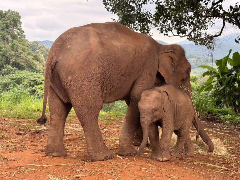 Chiang Mai: Elephant Sanctuary & Waterfall Group Tour - Three hours with the sanctuary’s elephants