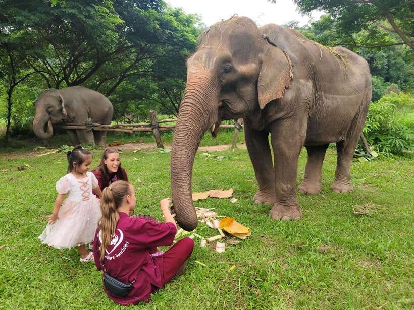 Chiang Mai: Elephants, Sticky Waterfalls, Market and Temple - ตลาดเจดีย์แม่ครัว, a quick look at local food culture