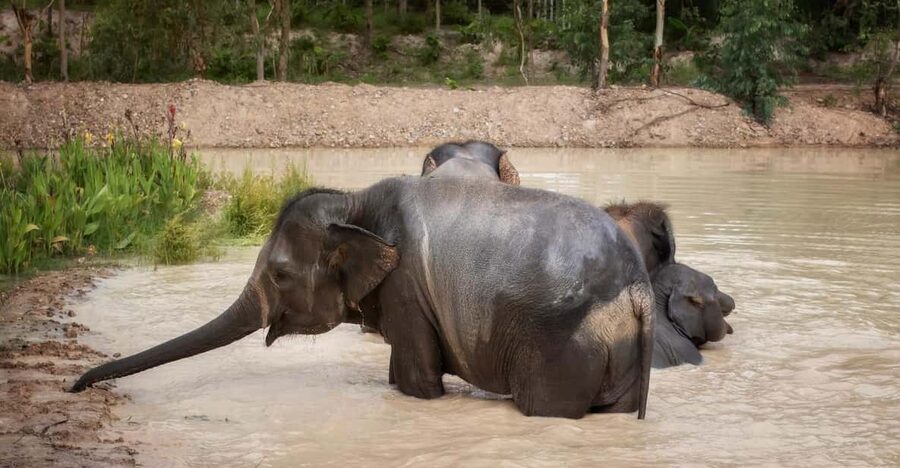 Chiang Mai: Ethical Elephant Encounter Feeding Program - Key points to know before you book