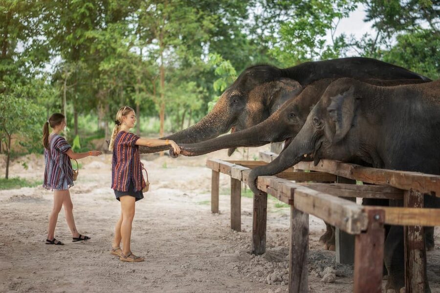 Chiang Mai: Ethical Elephant Encounter Feeding Program - How this compares with a quick photo stop