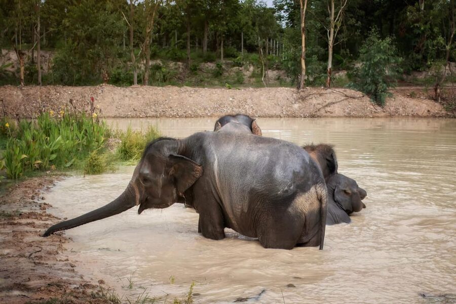 Chiang Mai: Ethical Elephant Encounter Feeding Program - What the one-hour EJS Chiang Mai visit is really like