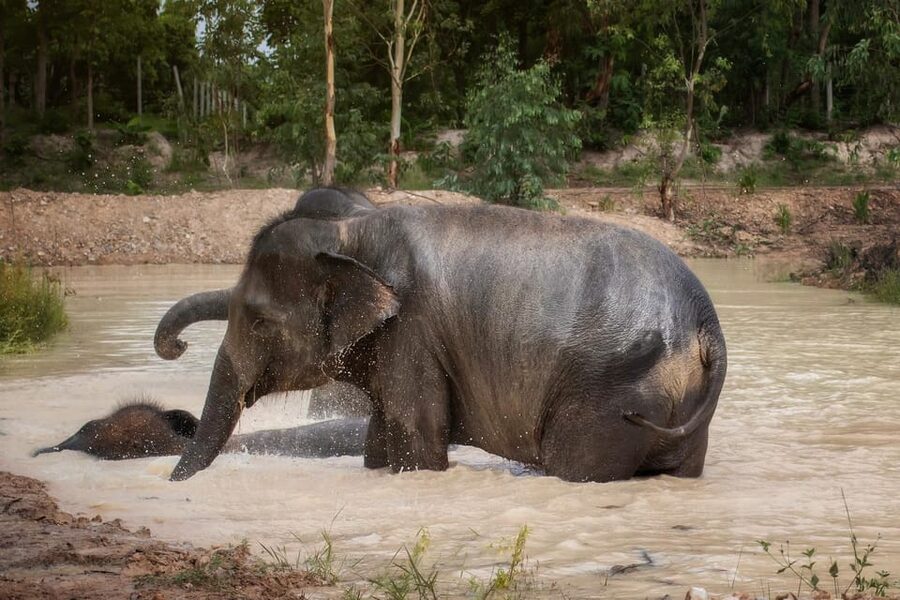 Chiang Mai: Ethical Elephant Encounter Feeding Program - The guide makes the short format work