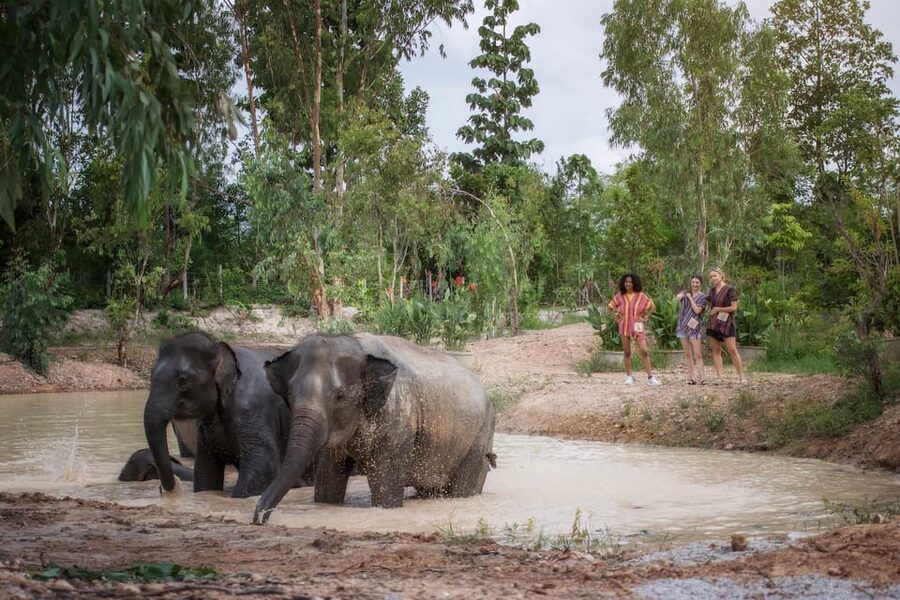Chiang Mai: Ethical Elephant Encounter Feeding Program - A small sanctuary can feel calmer