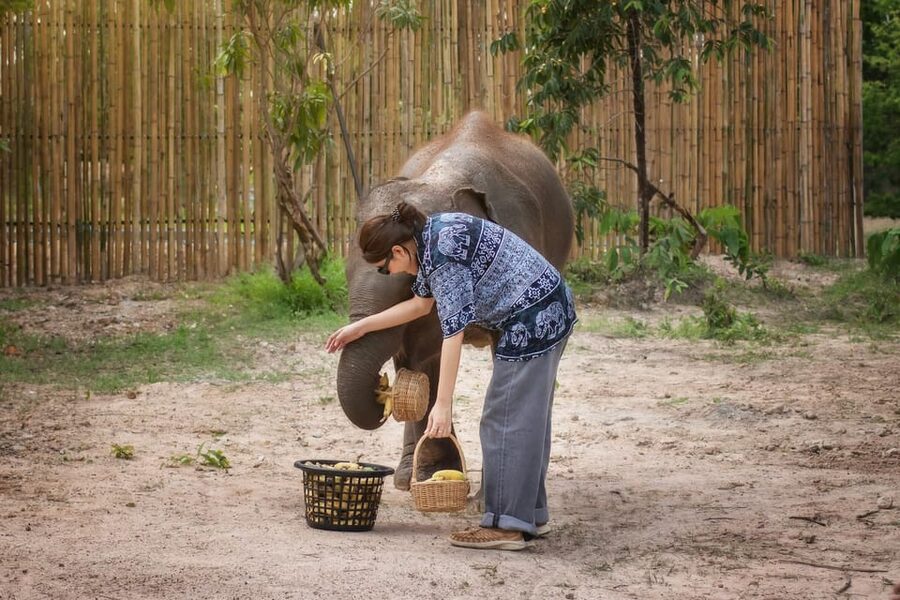 Chiang Mai: Ethical Elephant Encounter Feeding Program - Education and elephant dung paper