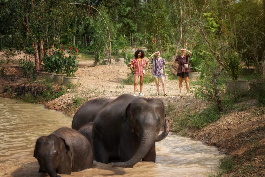 Chiang Mai: Ethical Elephant Encounter Feeding Program - Is $22 good value for Chiang Mai?