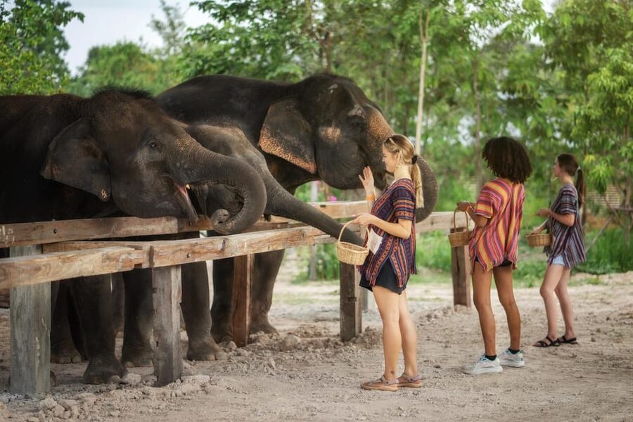 Chiang Mai: Ethical Elephant Encounter Feeding Program - Who should choose this elephant encounter?