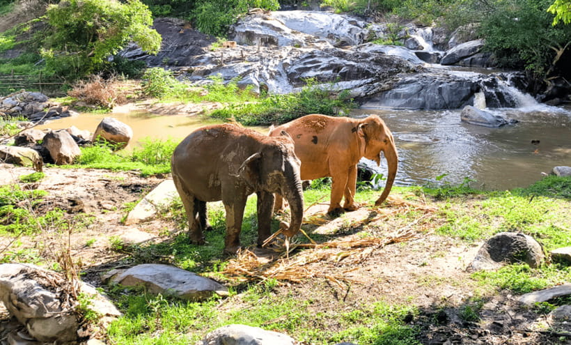 Chiang Mai: Ethical Half Day Elephant Sanctuary & Waterfall - Preparing food and meeting the elephants