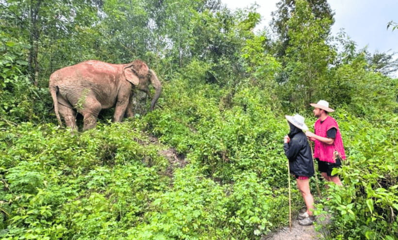 Chiang Mai: Ethical Half Day Elephant Sanctuary & Waterfall - Morning or afternoon session?