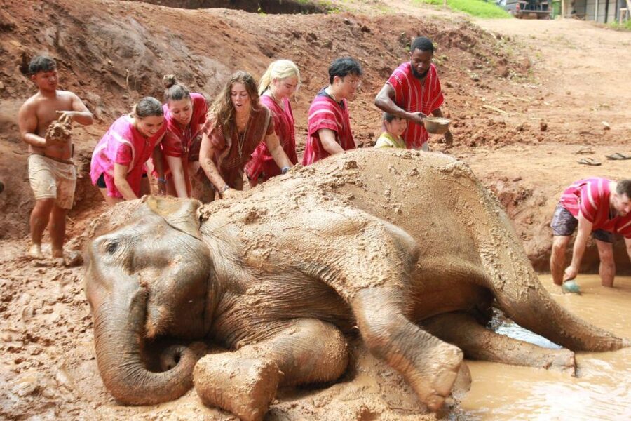 Chiang Mai: Full-Day Kerchor Elephant Eco Park Tour & Trek - Making an herbal medicine ball
