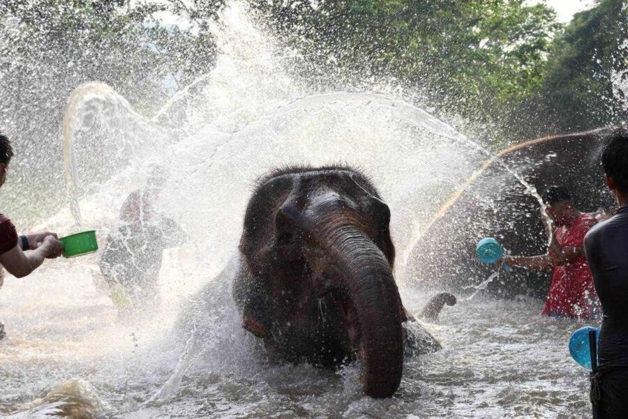 Chiang Mai: Full-Day Kerchor Elephant Eco Park Tour & Trek - Thai lunch with a view of the park