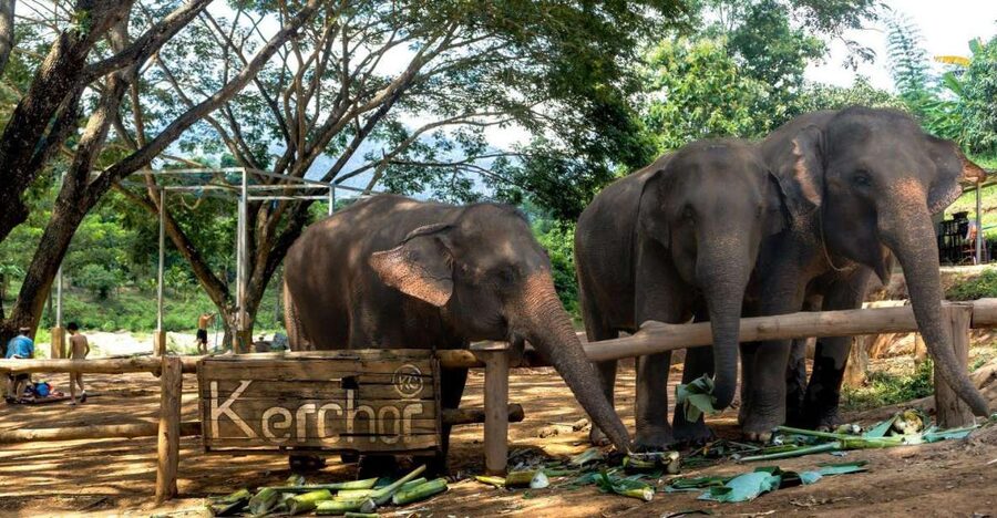 Chiang Mai: Full-Day Kerchor Elephant Eco Park Tour & Trek - The waterfall trek is short but not effortless