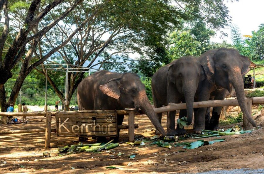 Chiang Mai: Full-Day Kerchor Elephant Eco Park Tour & Trek - Bamboo rafting on a shallow, muddy river