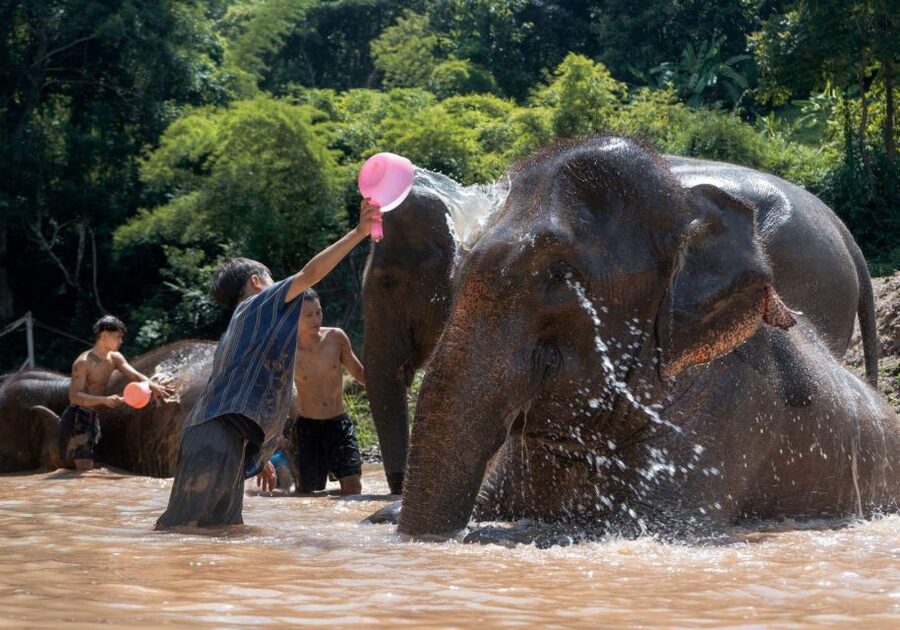 Chiang Mai: Full-Day Kerchor Elephant Eco Park Tour & Trek - The transport from Chiang Mai