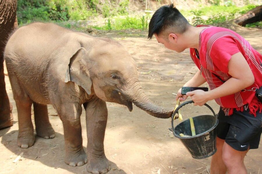 Chiang Mai: Full-Day Kerchor Elephant Eco Park Tour & Trek - Is $57 a fair price?