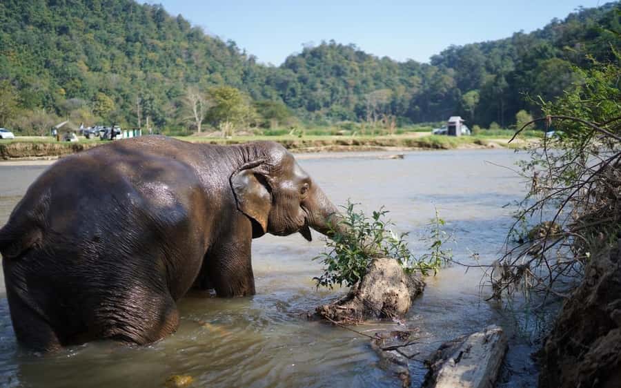 Chiang Mai Half-Day Adventure: River Tubing & Waterfall - A river ride with elephants on the Mae Taeng