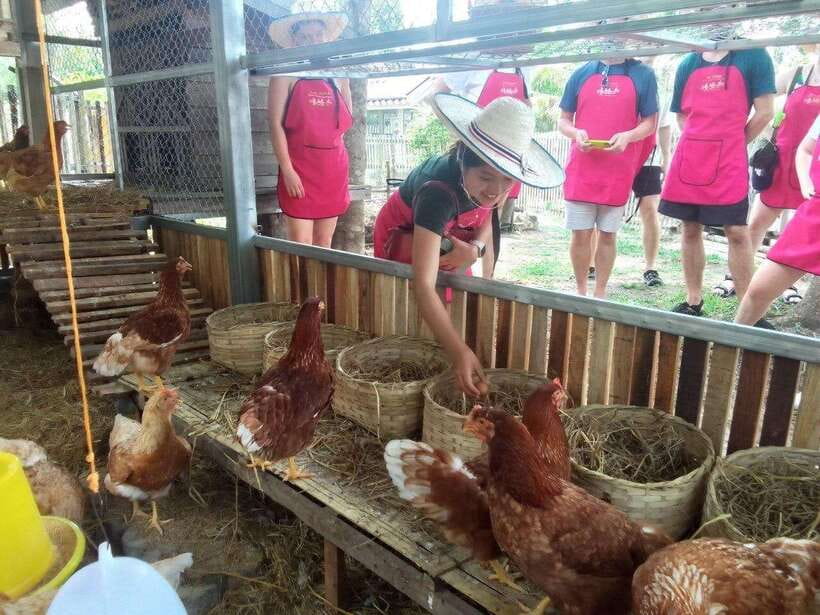 Chiang Mai: Half Day Cooking Class at Organic Farm - Three locations, three different moods