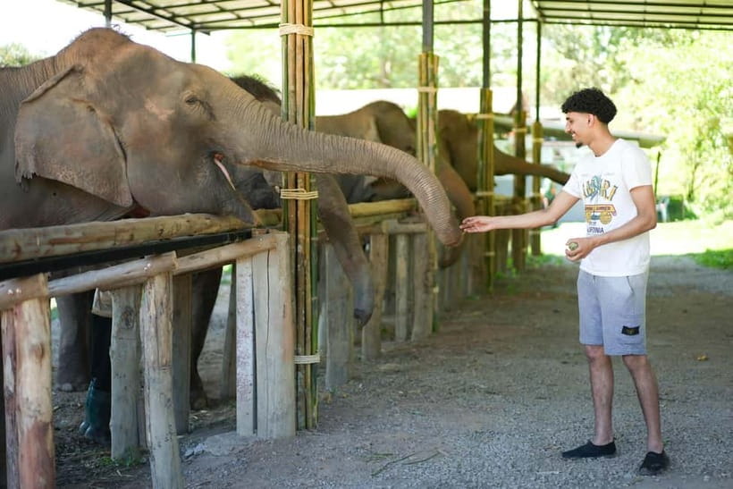 Chiang Mai: Jungle Jumbo Elephant Sanctuary with Waterfall - Why the elephants are the heart of the day