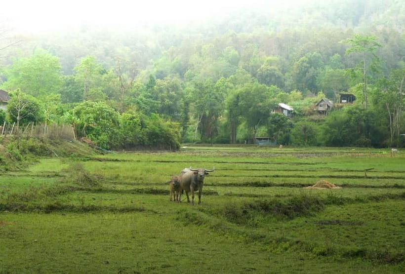 Chiang Mai: Jungle Jumbo Elephant Sanctuary with Waterfall - Lunch is a useful finish to an active morning